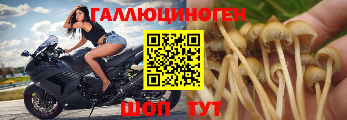 Междуреченск  Псилоцибиновые грибы прущие грибы  Вход с VPN  Псилоцибиновые грибы мухоморы 